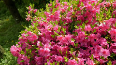 音乐短片 - 日本东京池上梅园