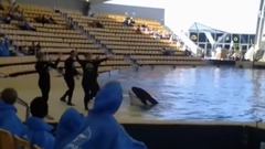 音乐短片 - Loro Parque Shows