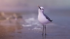 音乐短片 - Piper 2016