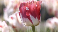 音乐短片 - Besame Mucho