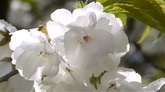 音乐短片 - 感伤圆舞曲