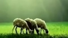 音乐短片 - 轻音乐口哨 田野静悄悄