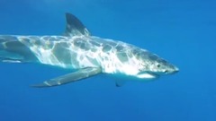 音乐短片 - Great White shark investigates cameraman