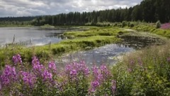 音乐短片 - Valse Triste