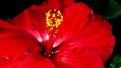 音乐短片 - Poisoning Life From The Sky