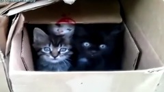 音乐短片 - Нравятся котята