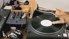 音乐短片 - Котята как ди-джеи (Время 040)