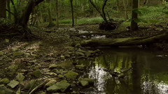 音乐短片 - 宁静幽暗的森林鸟叫虫鸣自然美景