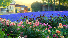 音乐短片 - 日本广岛世罗高原农场美丽的大丽花