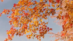 音乐短片 - 树影婆娑