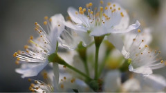 音乐短片 - 梨花恋