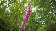 音乐短片 - 自然之声 花草鸟虫鸣