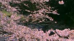 音乐短片 - 桜(さくら)