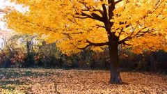 音乐短片 - 旅愁