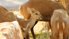 音乐短片 - Mormon Tabernacle Choir