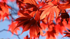 音乐短片 - 金花公园的秋天