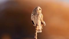 音乐短片 - 夕阳映小鸮