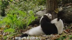 音乐短片 - 我们诞生在中国 Born in China(2016)