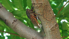 音乐短片 - 夏日的蝉鸣