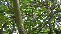 音乐短片 - 画眉