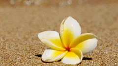 群星 - LOVE LETTERS IN THE SAND ROMANTIC SAXOPHONE