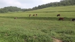 音乐短片 - 回到草原