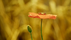 音乐短片 - Sad Romance