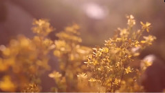 音乐短片 - My Inner Island