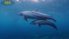 音乐短片 - 日本御藏岛的海豚