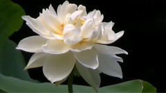 音乐短片 - 倾心 河莲