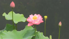 音乐短片 - 荷花赞