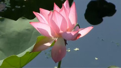 音乐短片 - 出水莲