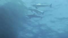 音乐短片 - Dolphin (海豚)