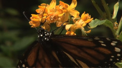 音乐短片 - Dance Of Butterflies (蝶舞)