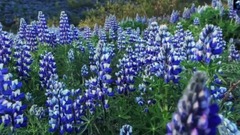 音乐短片 - Hang Dream