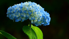 音乐短片 - 日本紫阳花之诗