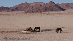 音乐短片 - 纳米比亚沙漠