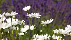 音乐短片 - 美国波特兰薰衣草农场