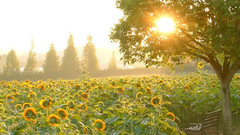 音乐短片 - 日本广岛世罗高原农场盛开的向日葵