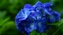 音乐短片 - 日本高源院雨中的紫阳花