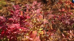 风景,音乐短片 - Yellow Leaves(黄色树叶)