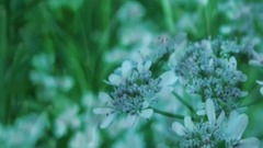 音乐短片 - 为了忘却的纪念 斯卡布罗集市(卡洛儿)