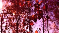 音乐短片 - Autumn In Red