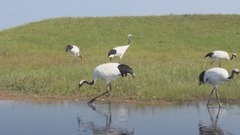 音乐短片 - 鹤乡印记