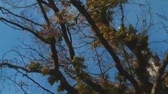 音乐短片 - 舞动金秋