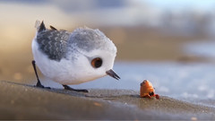 音乐短片 - Piper(鹬)