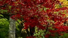 音乐短片 - Giovanni Marradi - Peacefully