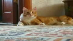 音乐短片 - Кот в шоке