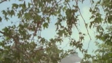 Gump (Parody of 