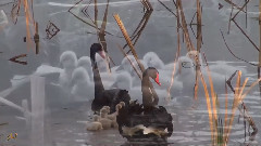 音乐短片 - 可爱的夏天